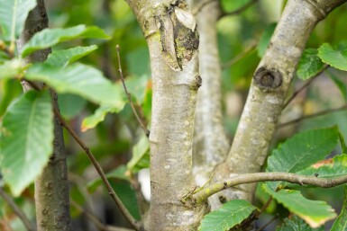 Castanea sativa meerstammig 200-250