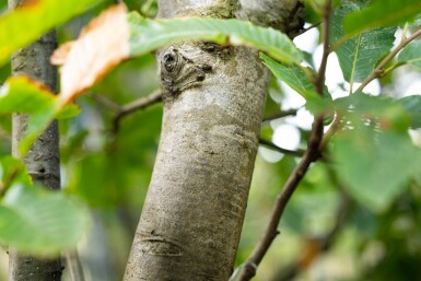 Castanea sativa meerstammig 200-250