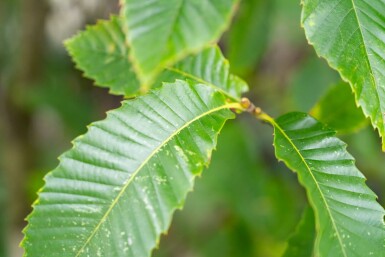Castanea sativa meerstammig 200-250
