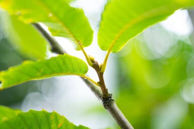 Castanea sativa meerstammig 200-250