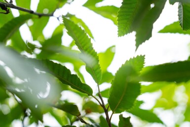 Castanea sativa meerstammig 200-250