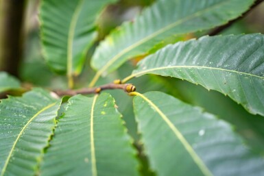 Castanea sativa meerstammig 200-250