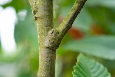Castanea sativa meerstammig 200-250