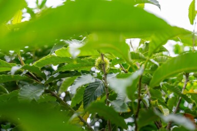 Castanea sativa meerstammig 200-250