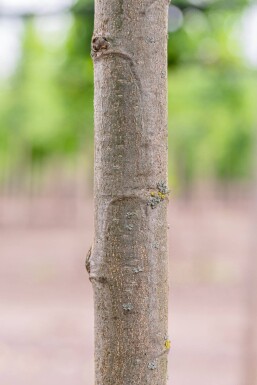 Castanea sativa meerstammig 200-250