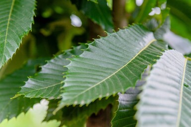 Castanea sativa meerstammig 200-250