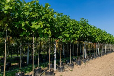 Catalpa bignonioides hoogstam 10/12