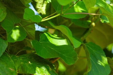 Catalpa bignonioides hoogstam 10/12