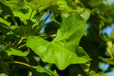 Catalpa bignonioides hoogstam 10/12