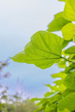 Catalpa bignonioides hoogstam 10/12