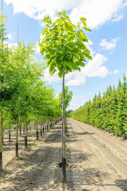 Catalpa bignonioides hoogstam 10/12