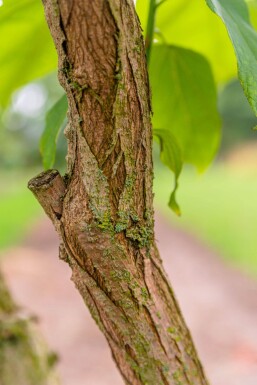 Catalpa bignonioides hoogstam 10/12