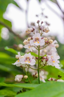 Catalpa bignonioides hoogstam 10/12