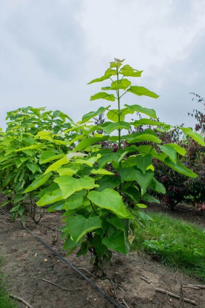 Catalpa bignonioides meerstammig 300-350