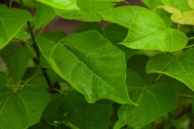 Catalpa bignonioides meerstammig