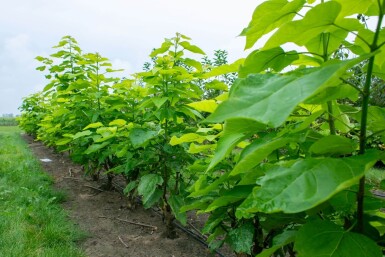 Catalpa bignonioides meerstammig 300-350