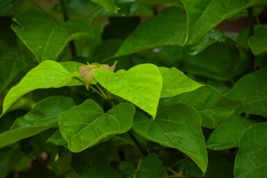 Catalpa bignonioides meerstammig 300-350
