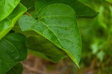 Catalpa bignonioides meerstammig 300-350
