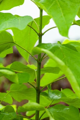 Catalpa bignonioides meerstammig 300-350