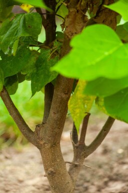 Catalpa bignonioides meerstammig 300-350