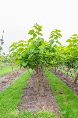 Catalpa bignonioides meerstammig 300-350