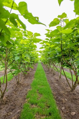 Catalpa bignonioides meerstammig 300-350