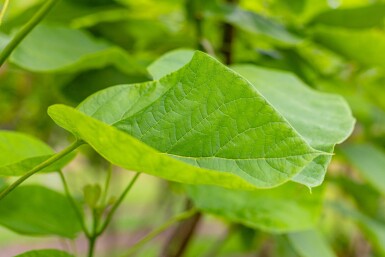 Catalpa bignonioides meerstammig 300-350