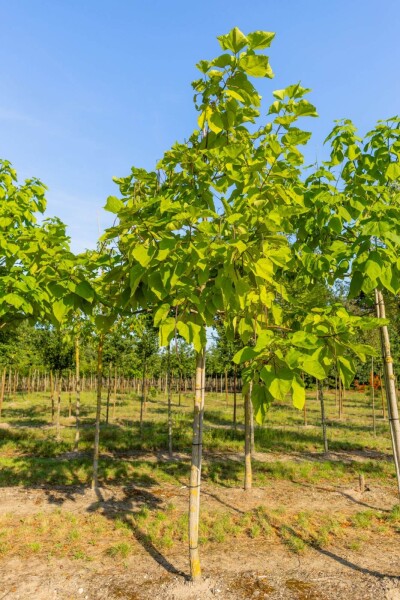 Catalpa bignonioides 'Aurea' hoogstam 12/14 225cm stam