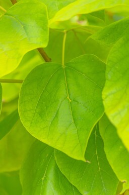 Catalpa bignonioides 'Aurea' meerstammig