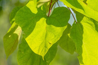 Catalpa bignonioides 'Aurea' meerstammig 200-250