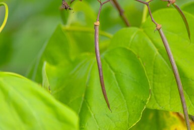 Catalpa bignonioides 'Aurea' meerstammig 200-250