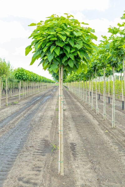 Catalpa bignonioides 'Nana' hoogstam 10/12 225cm stam