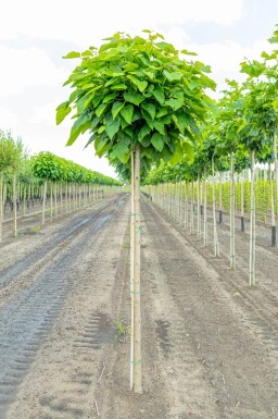 Catalpa bignonioides 'Nana' hoogstam 10/12 225cm stam