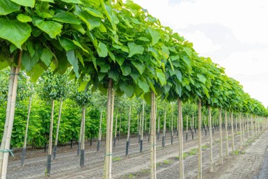 Catalpa bignonioides 'Nana' hoogstam 10/12 225cm stam