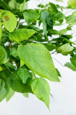 Catalpa bignonioides 'Nana' hoogstam 10/12 225cm stam