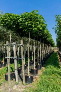 Catalpa bignonioides 'Nana' bolvorm