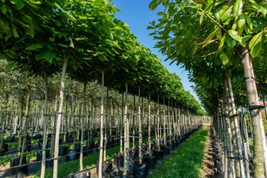 Catalpa bignonioides 'Nana' bolvorm 12/14 150cm stam