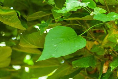 Catalpa bignonioides 'Nana' bolvorm 12/14 150cm stam