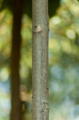 Catalpa bignonioides 'Nana' bolvorm 12/14 150cm stam