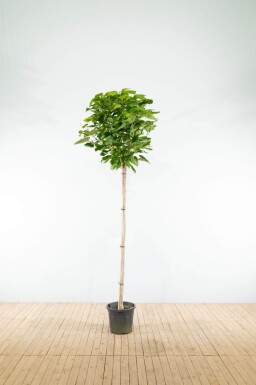 Catalpa bignonioides 'Nana' bolvorm 12/14 150cm stam