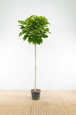 Catalpa bignonioides 'Nana' bolvorm 12/14 150cm stam