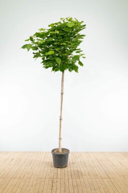 Catalpa bignonioides 'Nana' bolvorm 12/14 150cm stam
