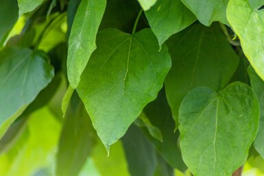 Catalpa bignonioides 'Nana' bolvorm 12/14 150cm stam