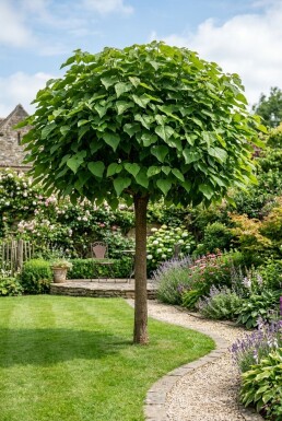 Catalpa bignonioides 'Nana' Halfstam