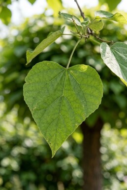 Catalpa bignonioides 'Nana' halfstam 12/14 150cm stam
