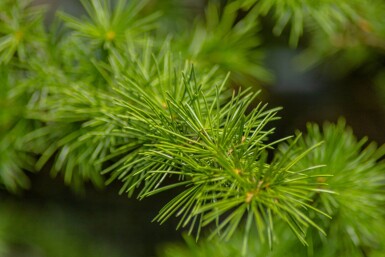Cedrus atlantica 'Glauca Pendula' treurvorm