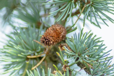 Cedrus atlantica 'Glauca Pendula' treurvorm