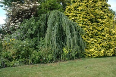 Cedrus atlantica 'Glauca Pendula' treurvorm
