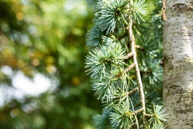 Cedrus atlantica 'Glauca Pendula' treurvorm