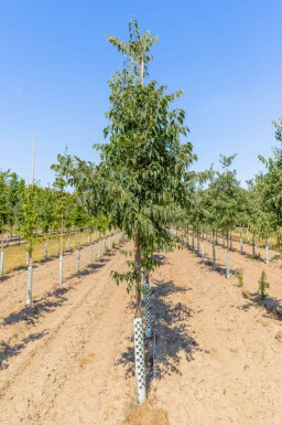 Celtis australis hoogstam